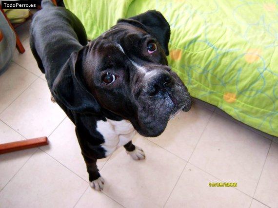 Foto del perro Sombra