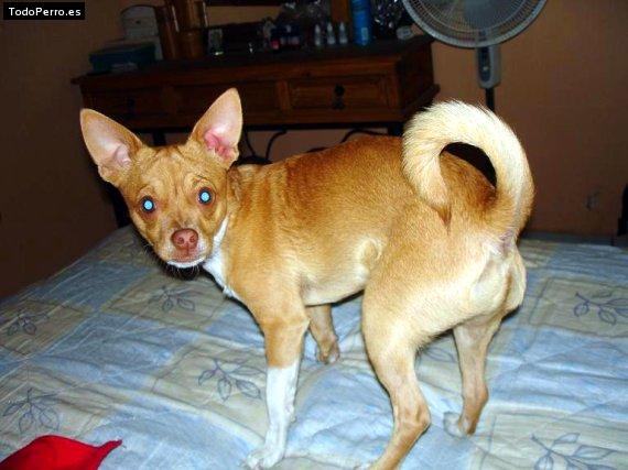 La foto del perro Coffee Foto del perro Coffee