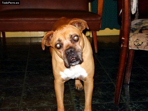 Foto del perro Neruda