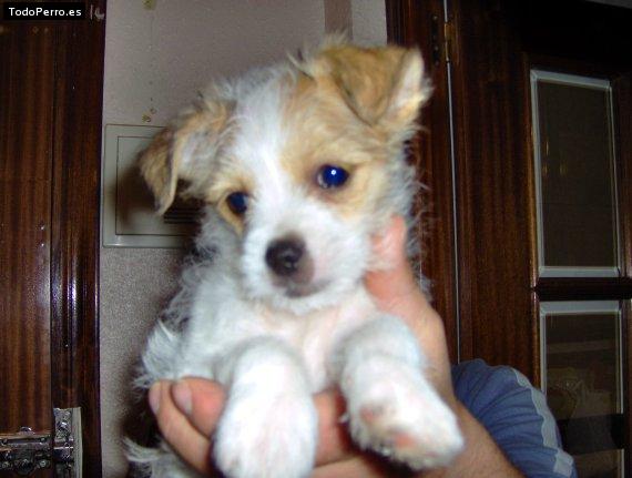 Foto del perro Ron