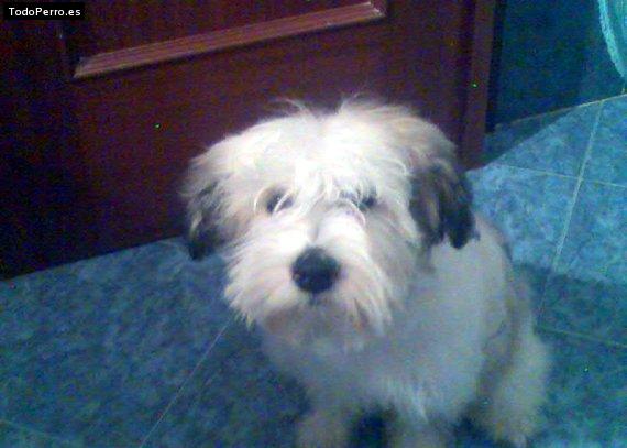 Foto del perro Roco