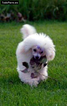 La foto del perro Honey Foto del perro Honey