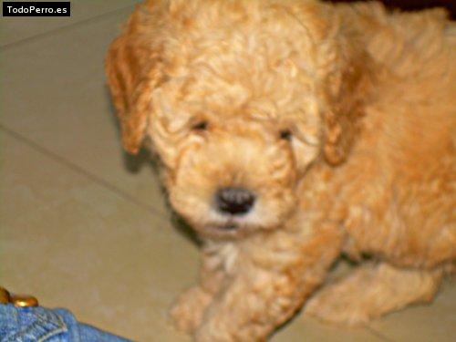 Foto del perro Trululu