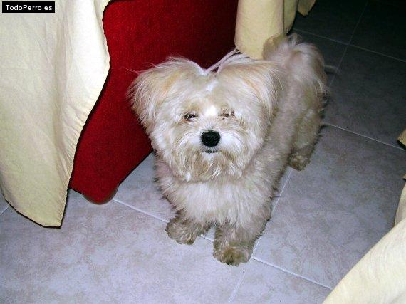 Foto del perro Cotton