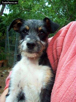 Foto del perro Blacky