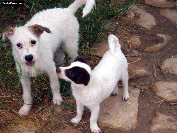 Foto del perro Coky  y puk