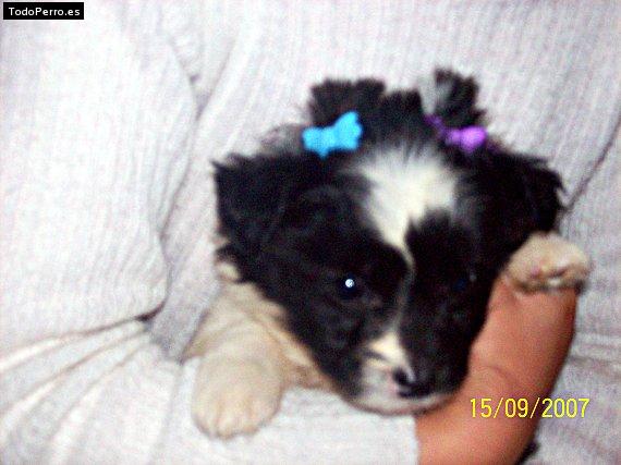 Foto del perro Tania