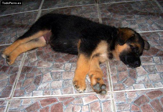 Foto del perro Rambo