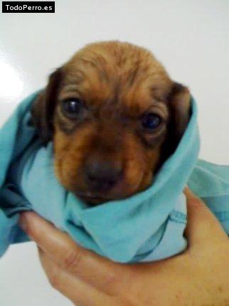 Foto del perro Terry