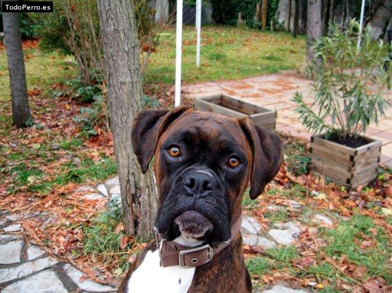 Foto del perro Nuca