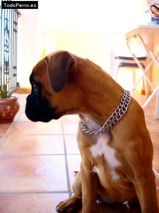 Foto del perro Maca