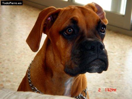 Foto del perro Nala