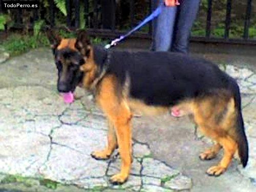 Foto del perro Shester lan