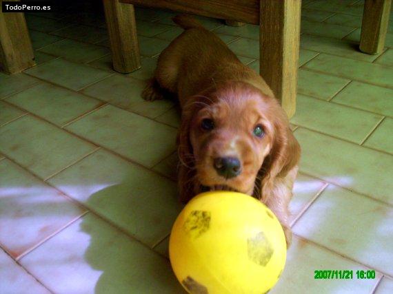 Foto del perro Leopoldo