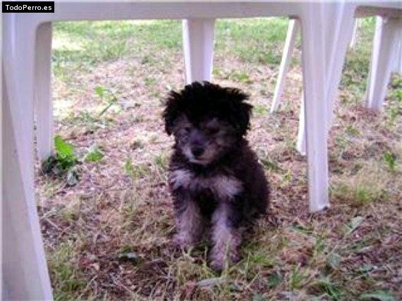 La foto del perro Reyna Foto del perro Reyna