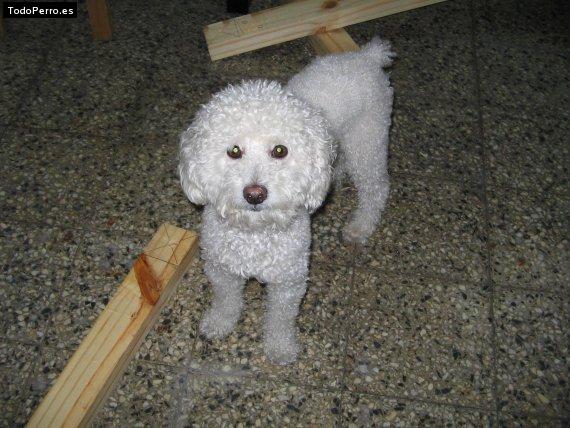 Foto del perro Marco