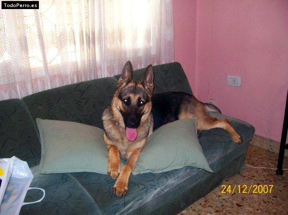Foto del perro Shakira