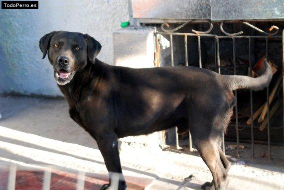 La foto del perro Chamo Foto del perro Chamo