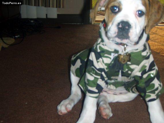 Foto del perro Baby boy