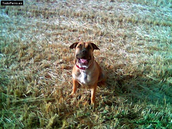Foto del perro Troya