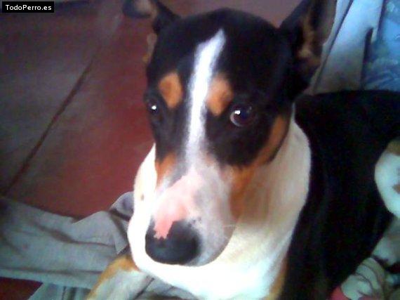 Foto del perro Rocco