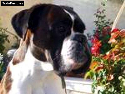 Foto del perro Cori