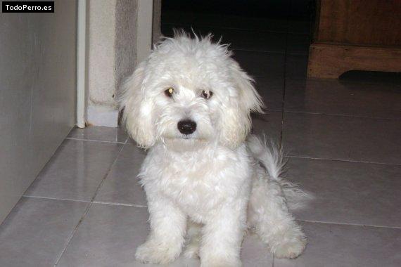 Foto del perro Candy