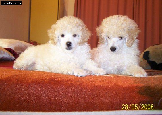 Foto del perro Chanchin y ojitos