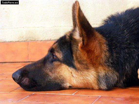 Foto del perro Baik