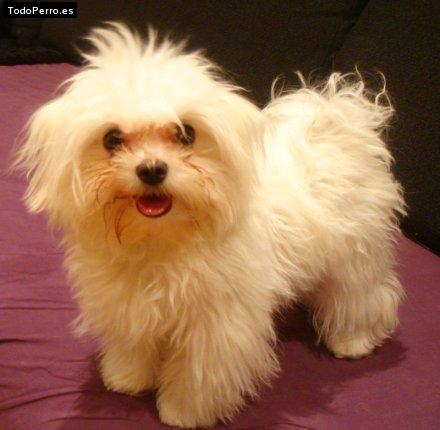 Foto del perro Tino