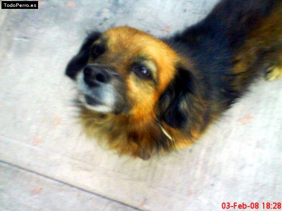 Foto del perro Morris