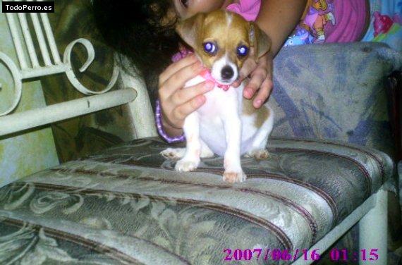 Foto del perro Bibi
