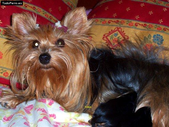 Foto del perro Tania 