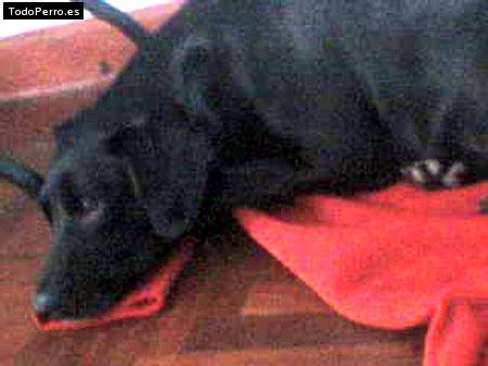 Foto del perro Blakie
