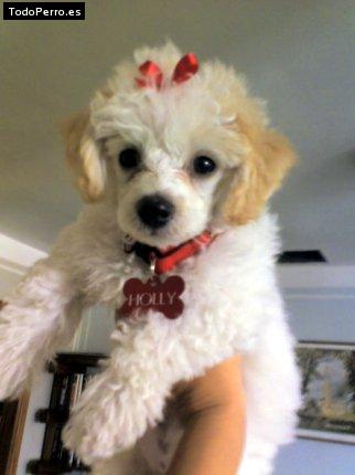 Foto del perro Holly