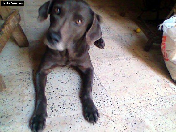 Foto del perro Spirit