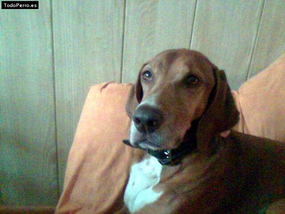Foto del perro Sol