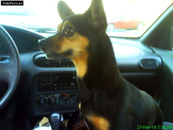 La foto del perro Cuqui Foto del perro Cuqui