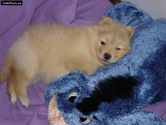 Foto del perro Joy