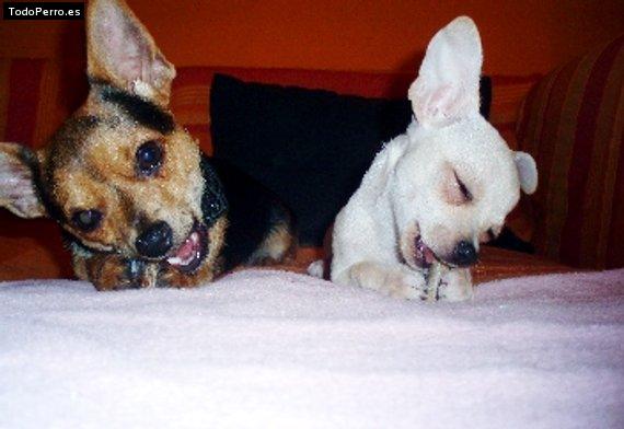 Foto del perro Lola y woody