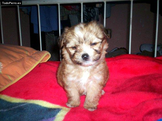 Foto del perro Coki