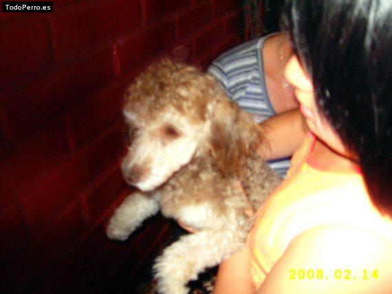 Foto del perro Thimmy