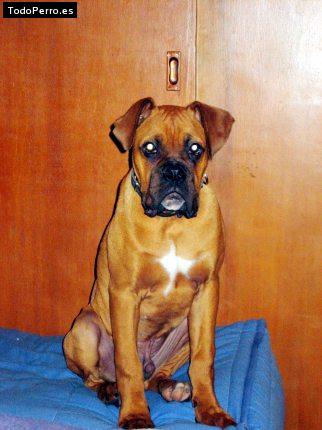 Foto del perro Urko