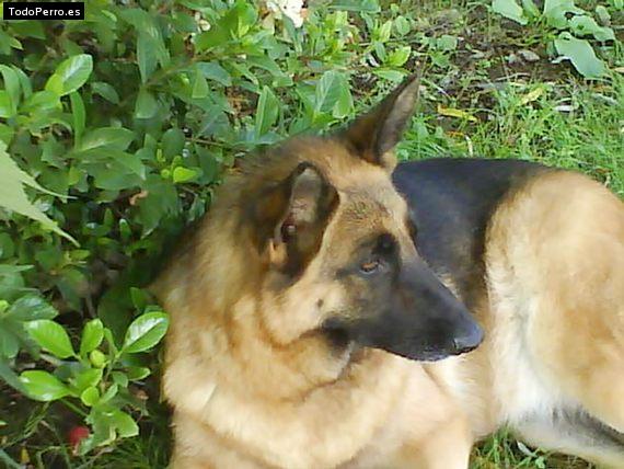Foto del perro Samba