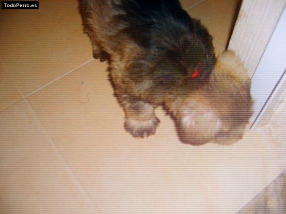 Foto del perro Coketa