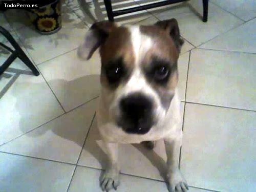 Foto del perro Chans