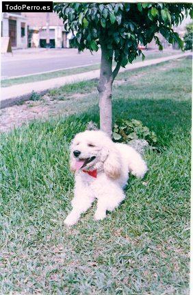 Foto del perro Michael