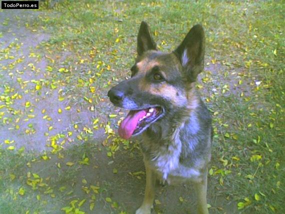 Foto del perro Saida