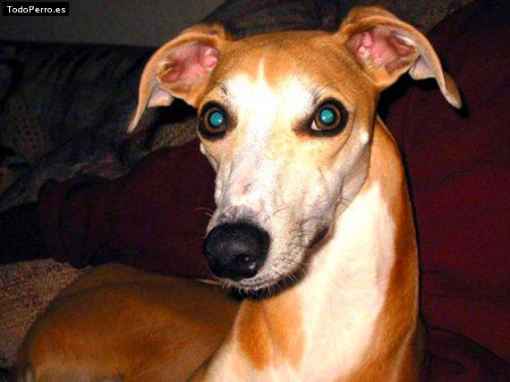 Foto del perro Cairo