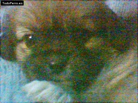 Foto del perro Bodoke
